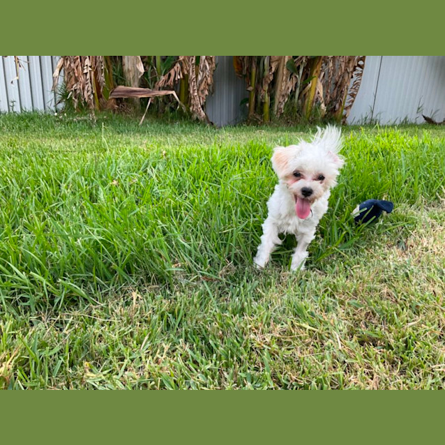 Photo of Billie And Bindi