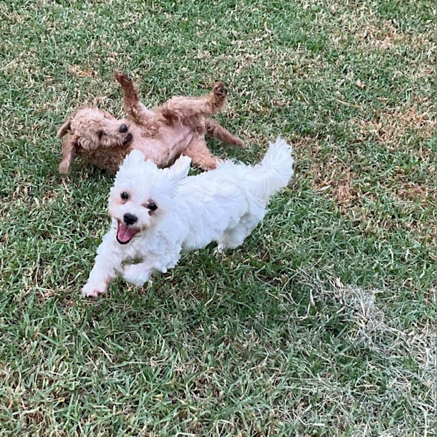 Photo of Billie And Bindi