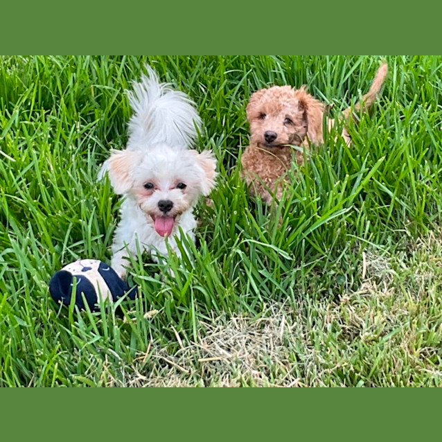 Photo of Billie And Bindi