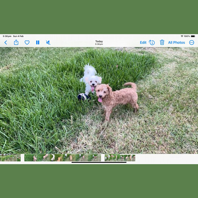 Photo of Billie And Bindi