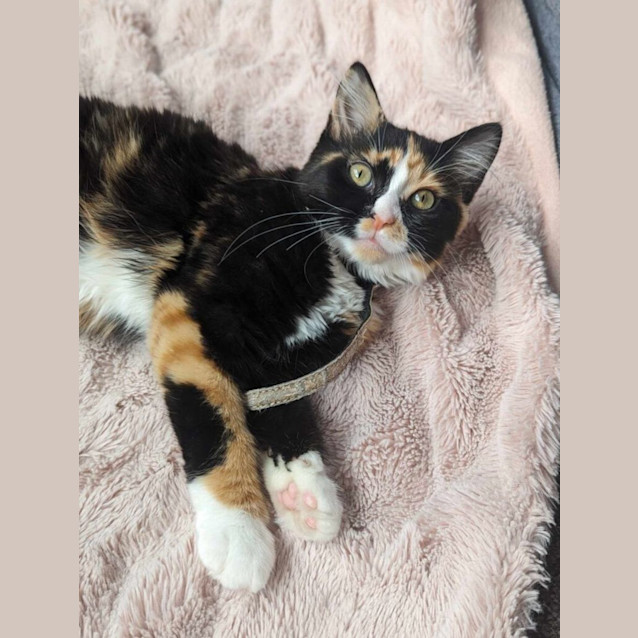 Photo of Mango & Maisie