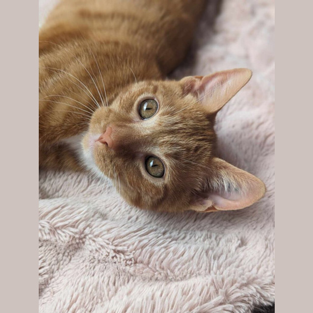 Photo of Mango & Maisie