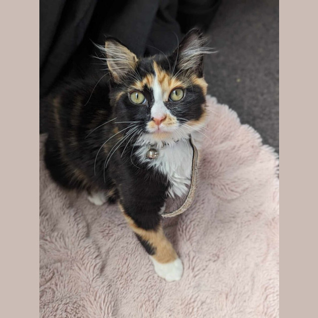 Photo of Mango & Maisie