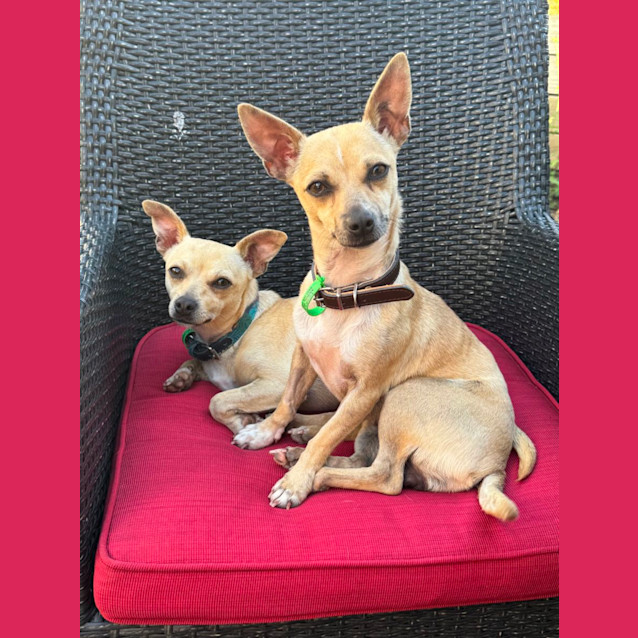 Photo of Wonton & Pancake 