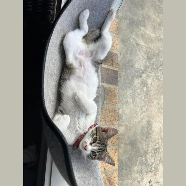 Photo of Holly Meet Me @Petstock Hastings