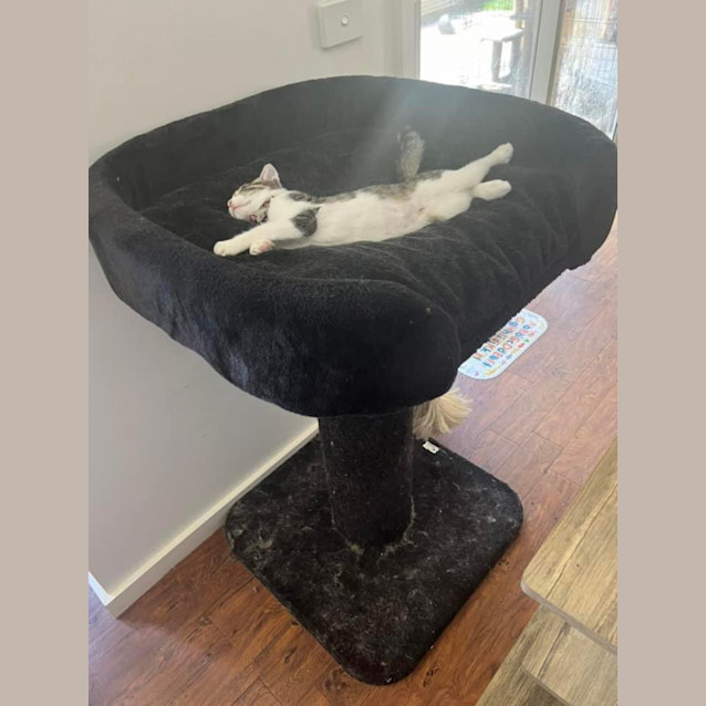 Photo of Holly Meet Me @Petstock Hastings