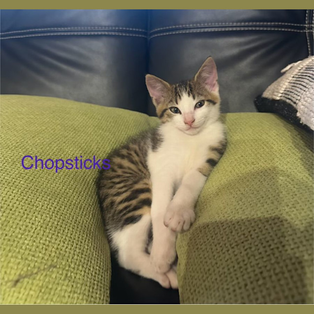 Photo of Chopsticks
