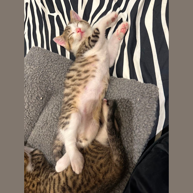 Photo of Milky