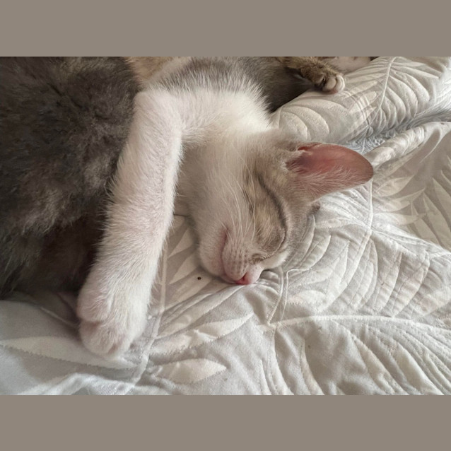 Photo of Bunny