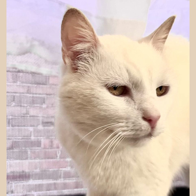 Photo of Casper