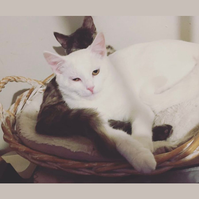 Photo of Casper