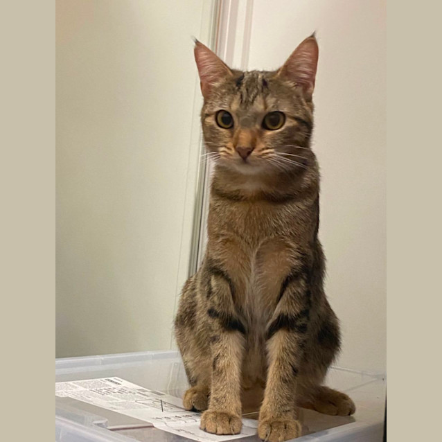 Photo of Astrid **2nd Chance Cat Rescue**