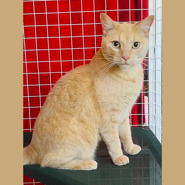 Photo of Chester   Located At Nelly's Ark In Fairfield