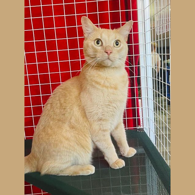 Photo of Chester   Located At Nelly's Ark In Fairfield