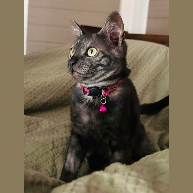 Photo of Nala   Located In Pakenham