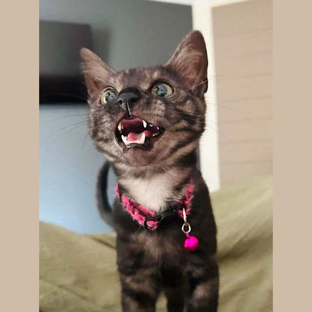 Photo of Nala   Located In Pakenham