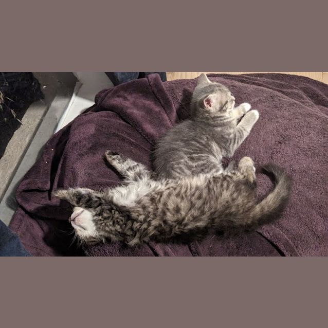 Photo of Gwenda   Located In Glenroy