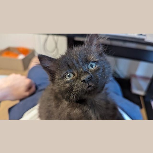 Photo of Gizmo   Located In Glenroy