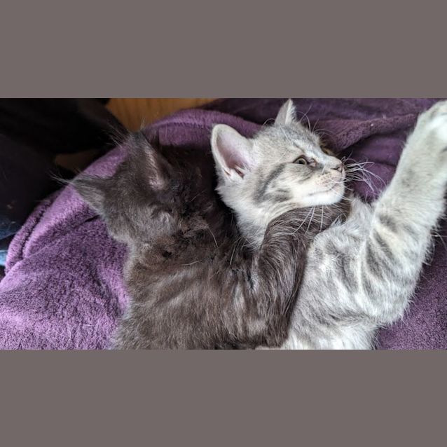 Photo of Gizmo   Located In Glenroy