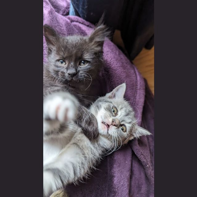 Photo of Gizmo   Located In Glenroy