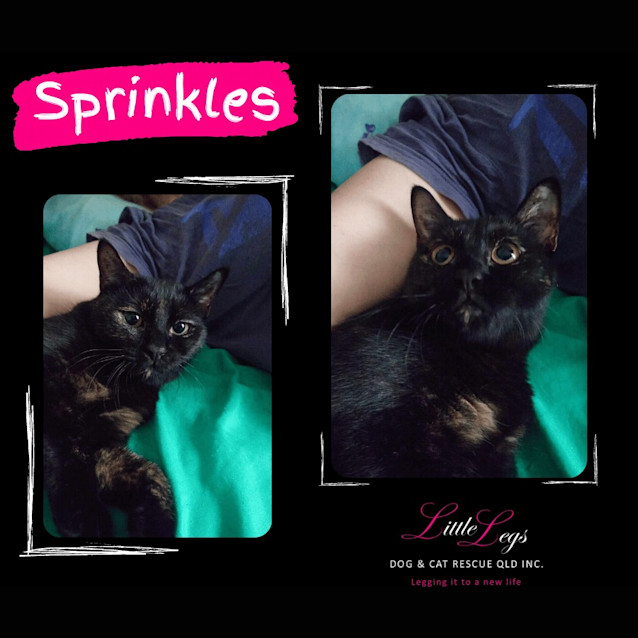 Photo of Sprinkles