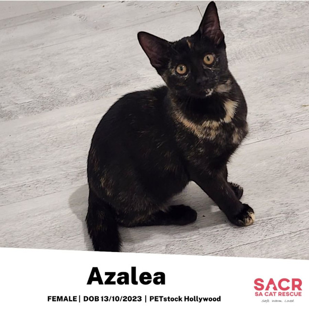 Photo of Azalea
