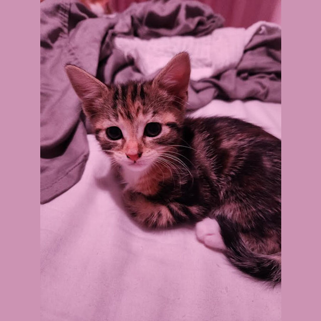 Photo of Cleo