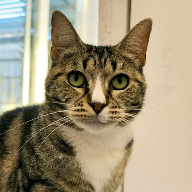 Photo of Flower Sta011748