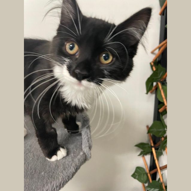 Photo of 🧁 Holly F02755 🧁