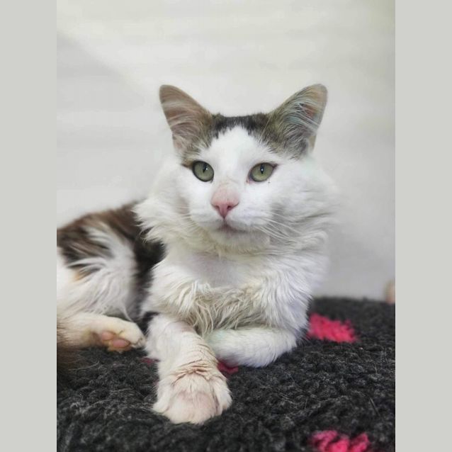 Photo of 🎪 Percy F02740 🎪