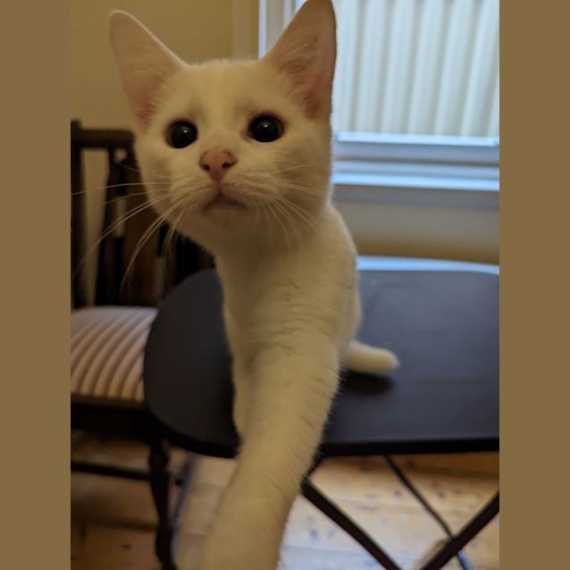 Photo of Ash