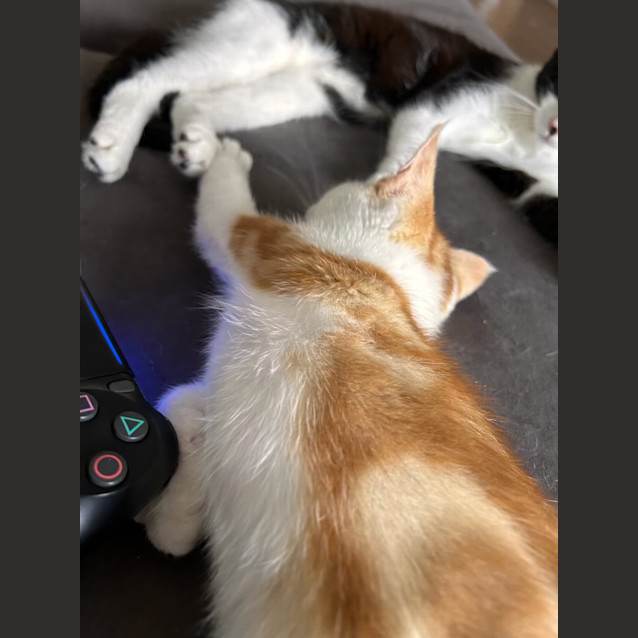 Photo of Gingy