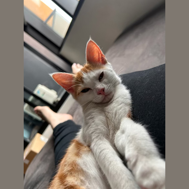 Photo of Gingy