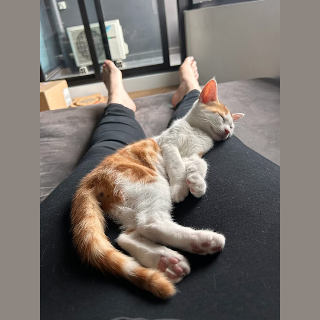 Photo of Gingy