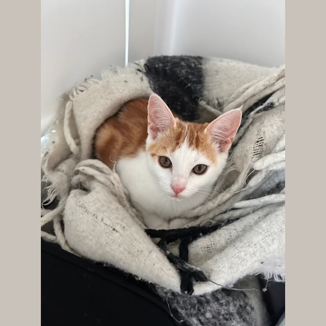 Photo of Gingy