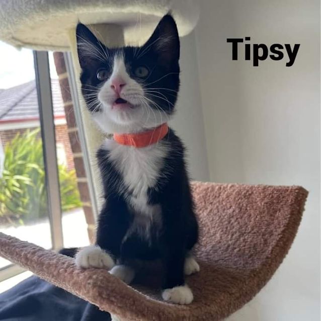 Photo of Tipsy