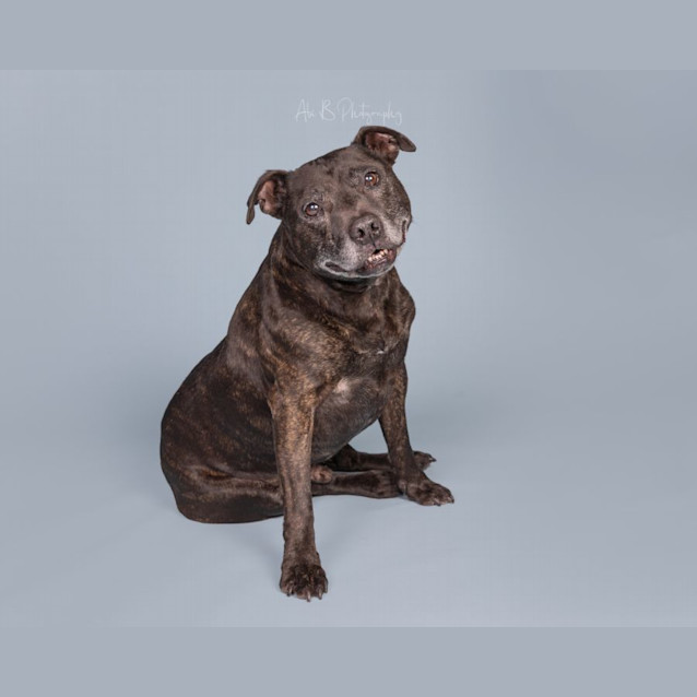 Photo of Buddy