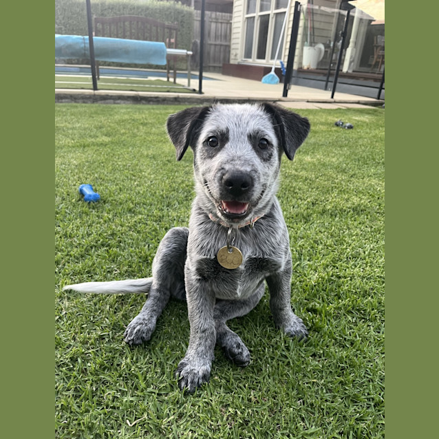 Photo of Bluey