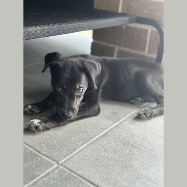 Photo of Ivy   10 Week Old Kelpie X (Trial)