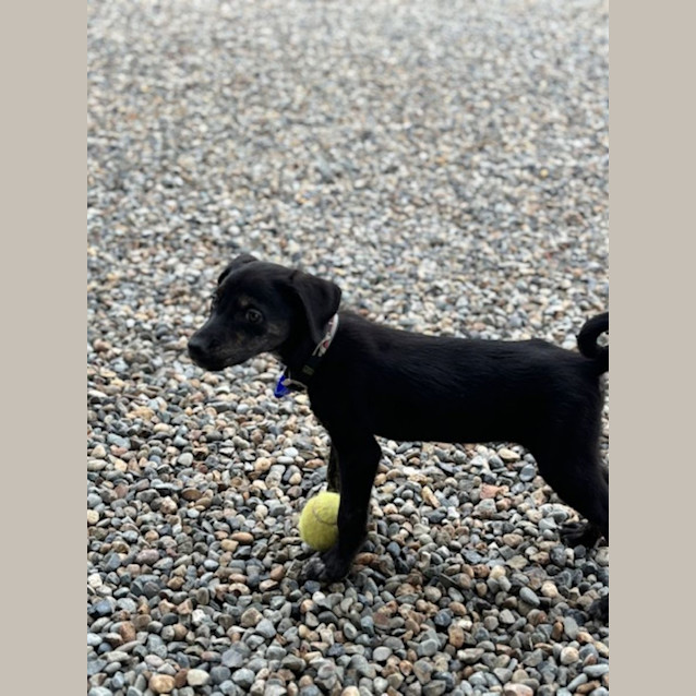Photo of Ivy   10 Week Old Kelpie X (Trial)