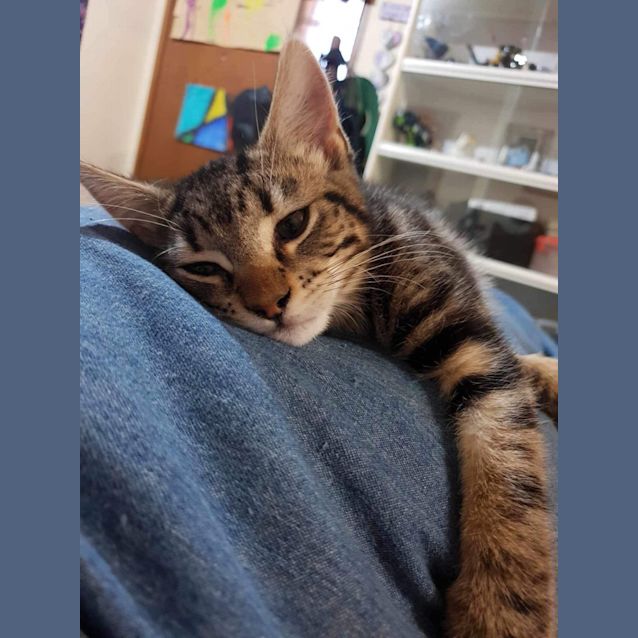 Photo of Maggie Furrypants