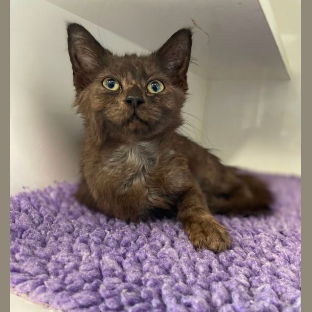 Photo of Smokey