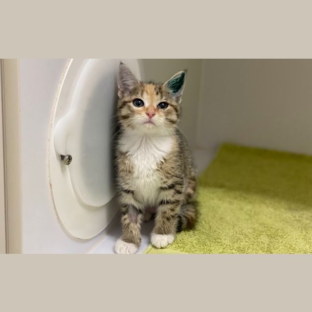 Photo of Sprinkles