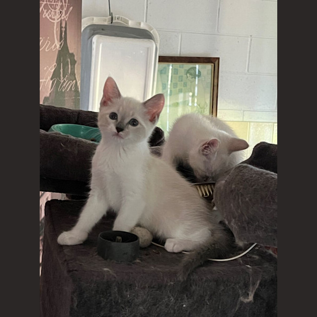 Photo of Marsh Meowlow