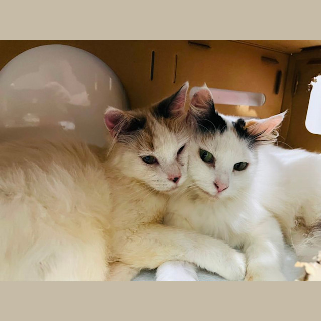 Photo of Snowy And Boiboi