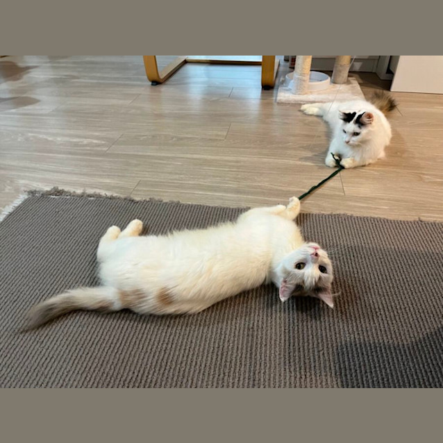 Photo of Snowy And Boiboi