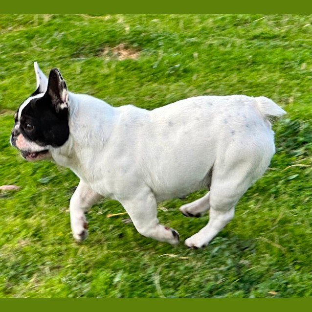 Photo of Razzle Dazzle