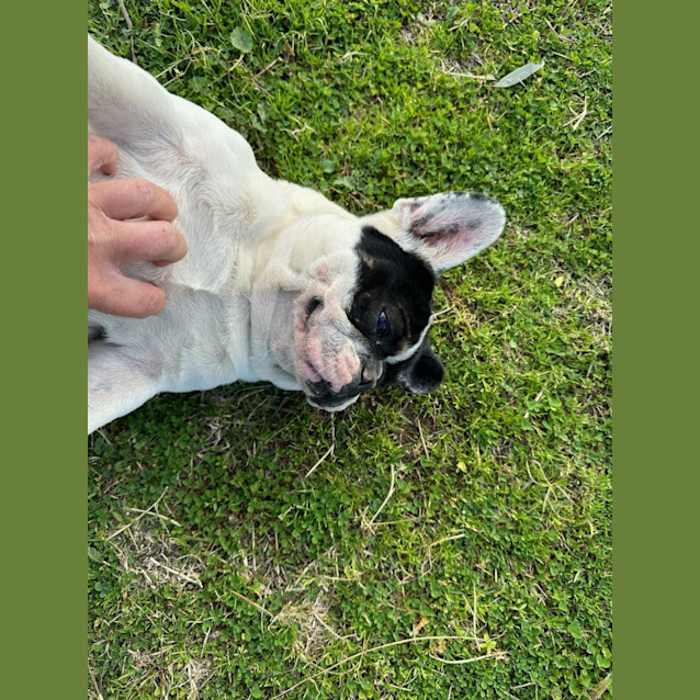 Photo of Razzle Dazzle