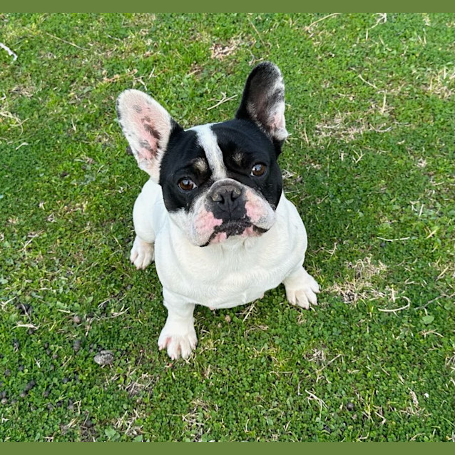 Photo of Razzle Dazzle