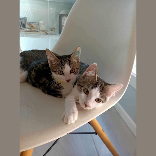 Photo of Mina Meet Me At Petstock Mornington Nepean Hwy 